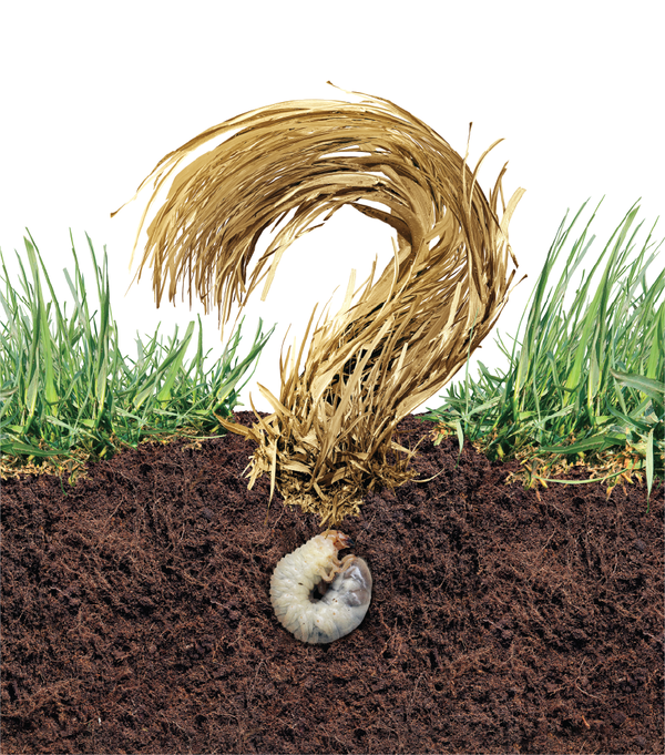 How a Mild Winter Can Negatively Affect a Lawn