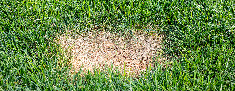 The Summer Storm: Navigating High Heat, Humidity, and Lawn Disease