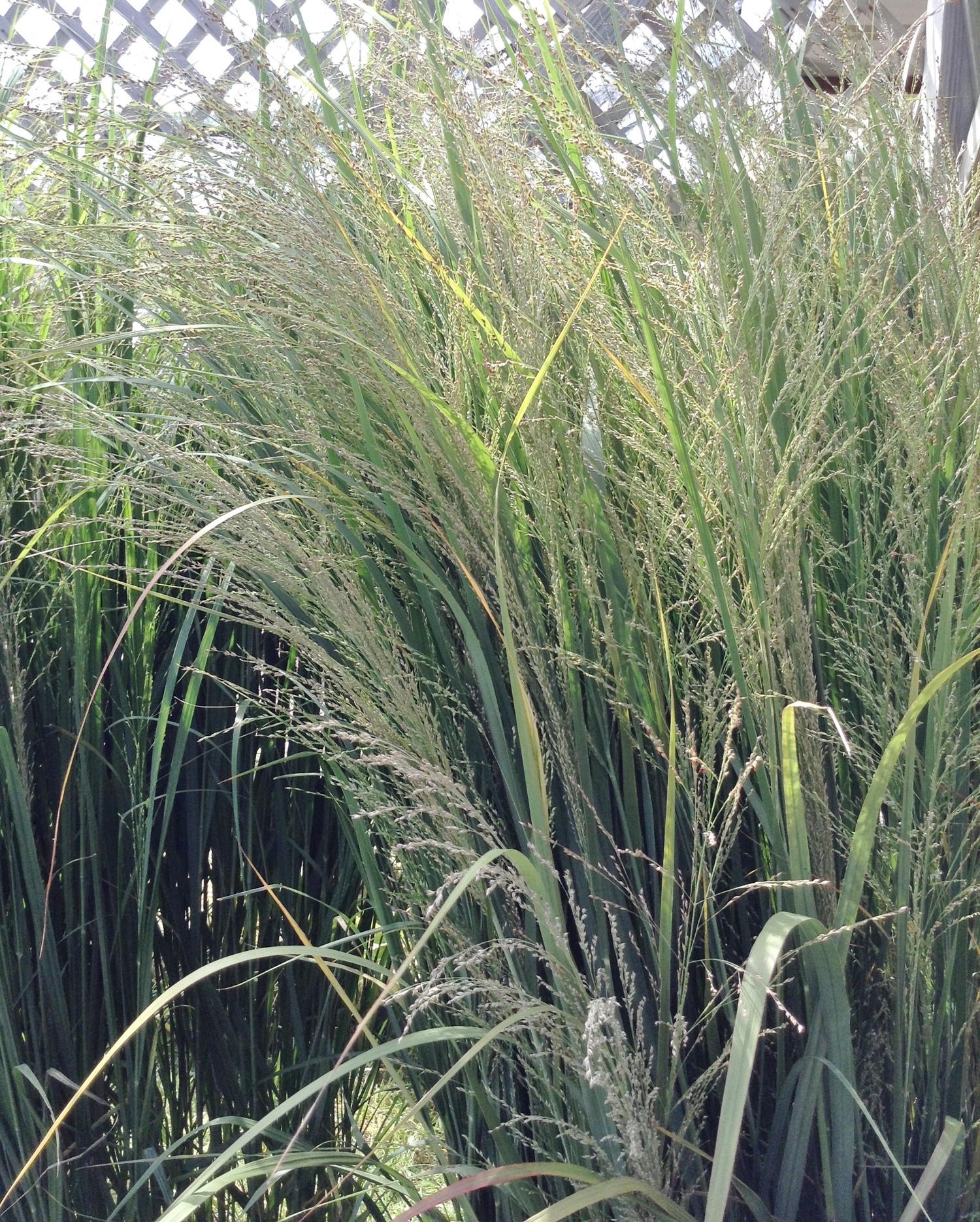 Northwind Switch Grass