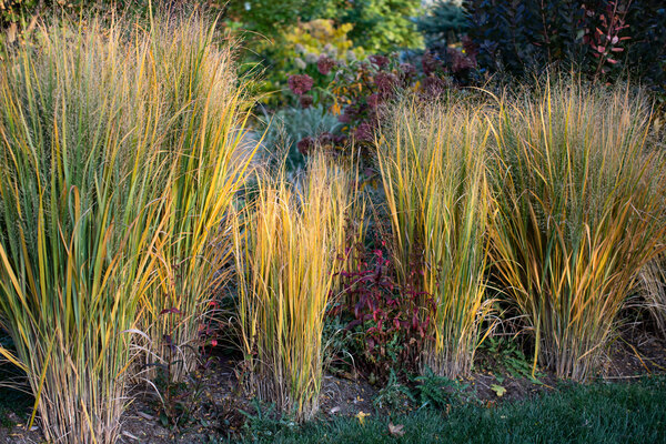 Northwind Switchgrass