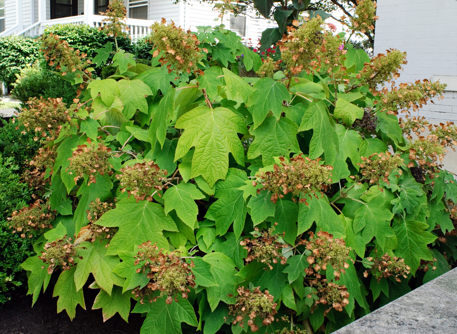 Oakleaf Hydrangea