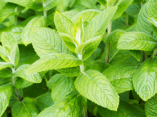 Outdoor Remedies Pt. 1: Plants with Surprising Benefits