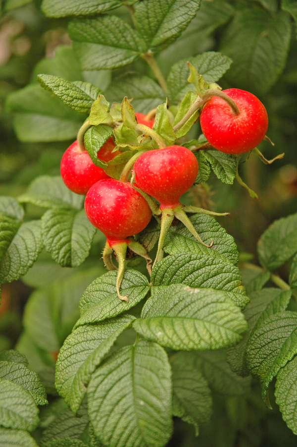 Outdoor Remedies Pt. 2: Plants with Surprising Benefits