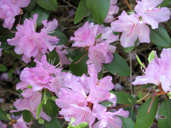 PJM Rhododendron