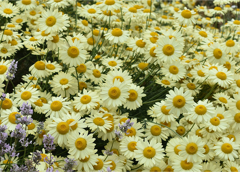 Banana Cream Shasta Daisies