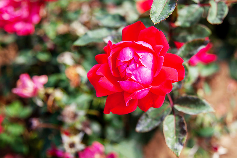 Double Knockout Rose