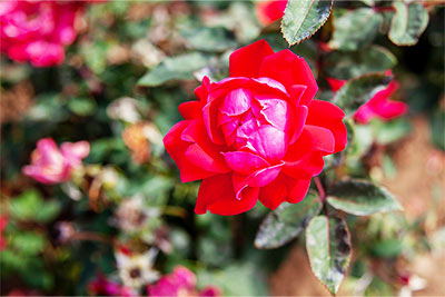 Double Knockout Rose