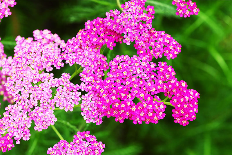 Double Play Doozie Spirea