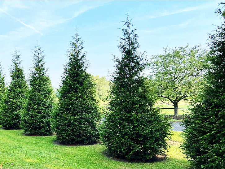 Green Giant Arborvitae