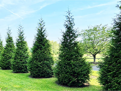 Green Giant Arborvitae
