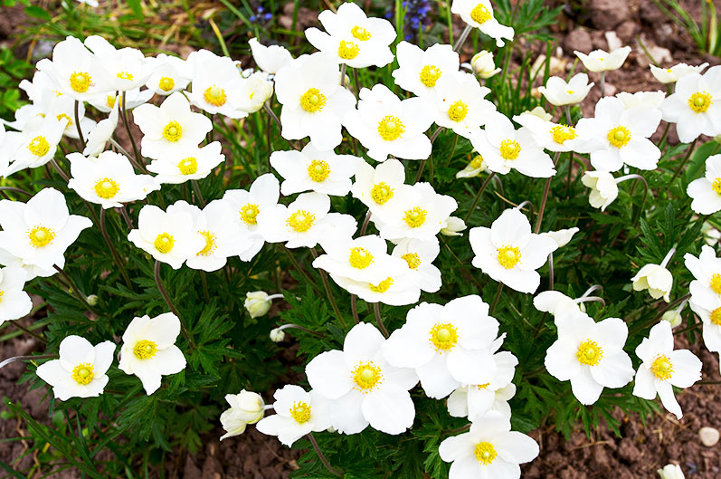 Honorine Jobert Anemone