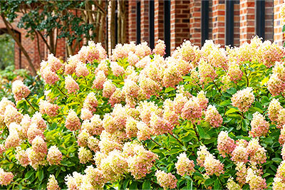 Limelight Prime Hydrangea