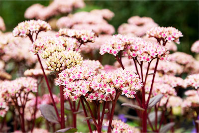 Matrona Sedum