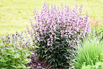 Midnight Masquerade (Beardtongue)