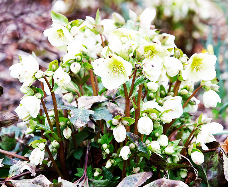 Molly’s White Hellebore (Helleborus)