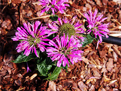 Petite Delight Beebalm