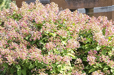 Quick Fire Hydrangea