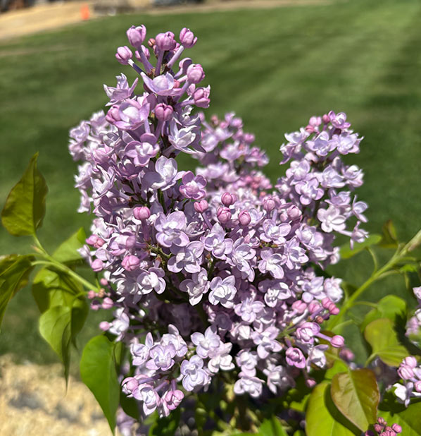 Scentara Double Blue Lilac