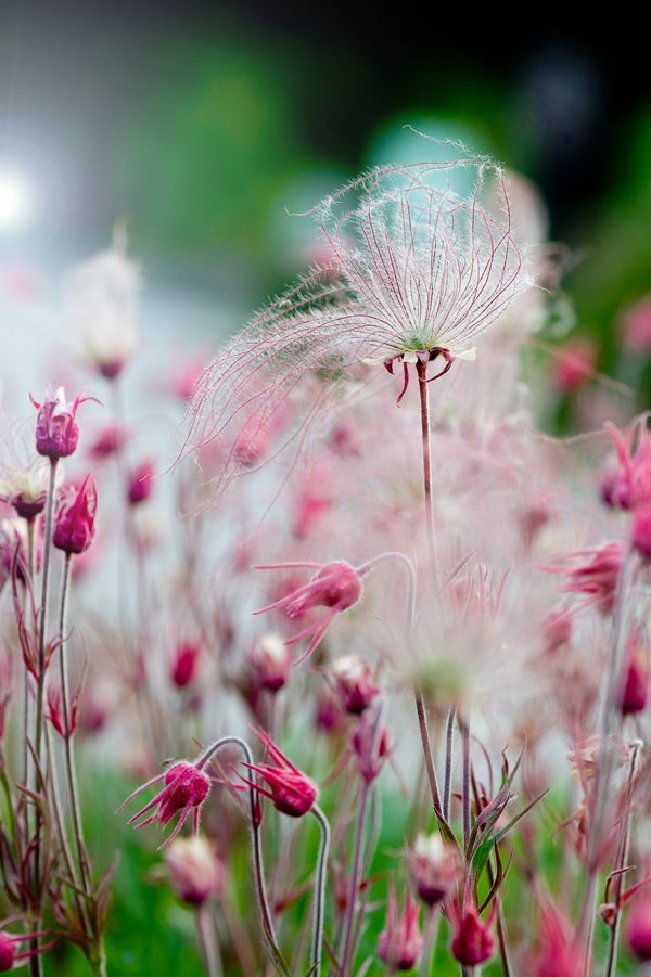 Prairie Smoke