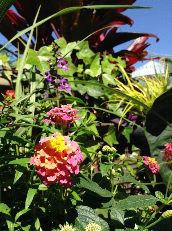 Proper Plant Management