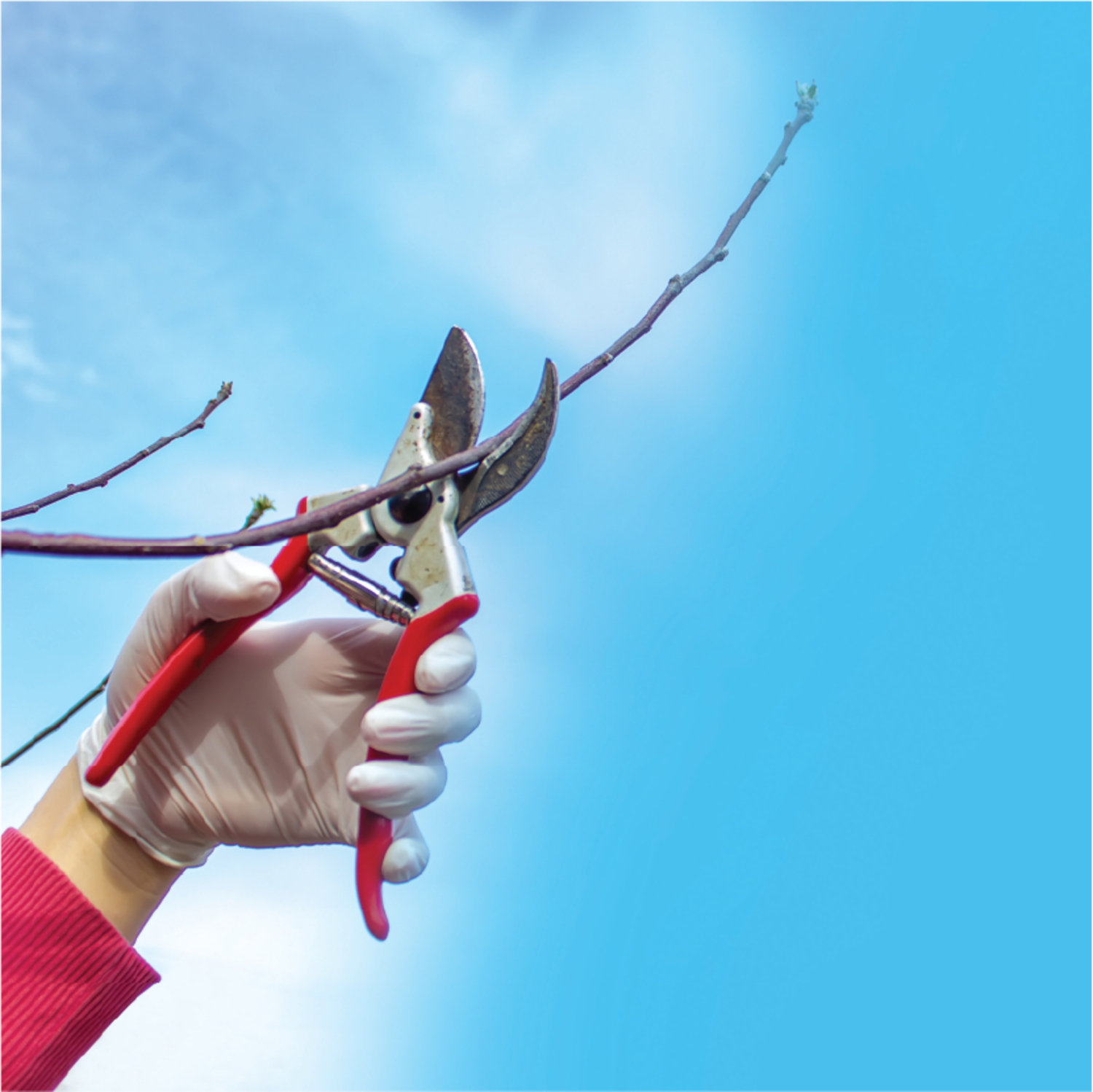 Beat the winter blues with proper pruning