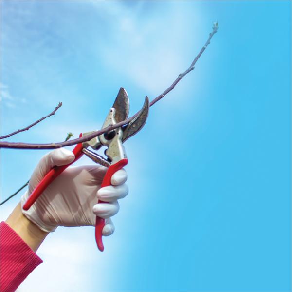 Beat the winter blues with proper pruning