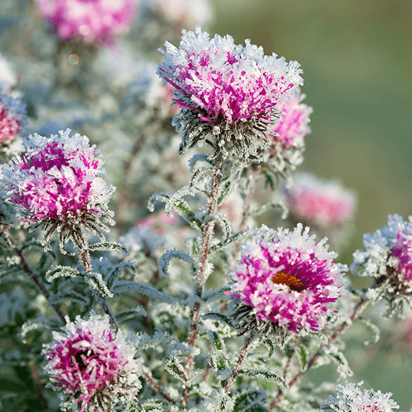 Putting Our Best Foot Forward During Climate Change