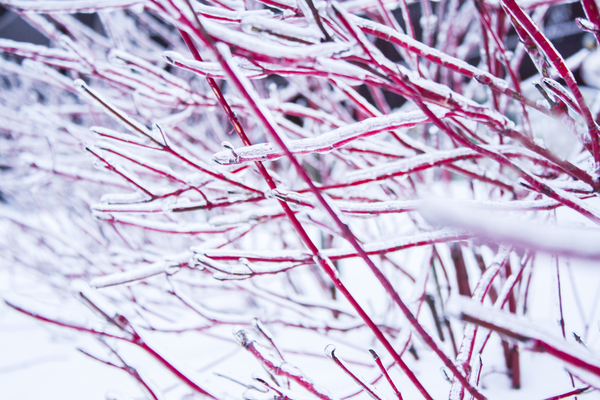 Redosier Red-twig Dogwood