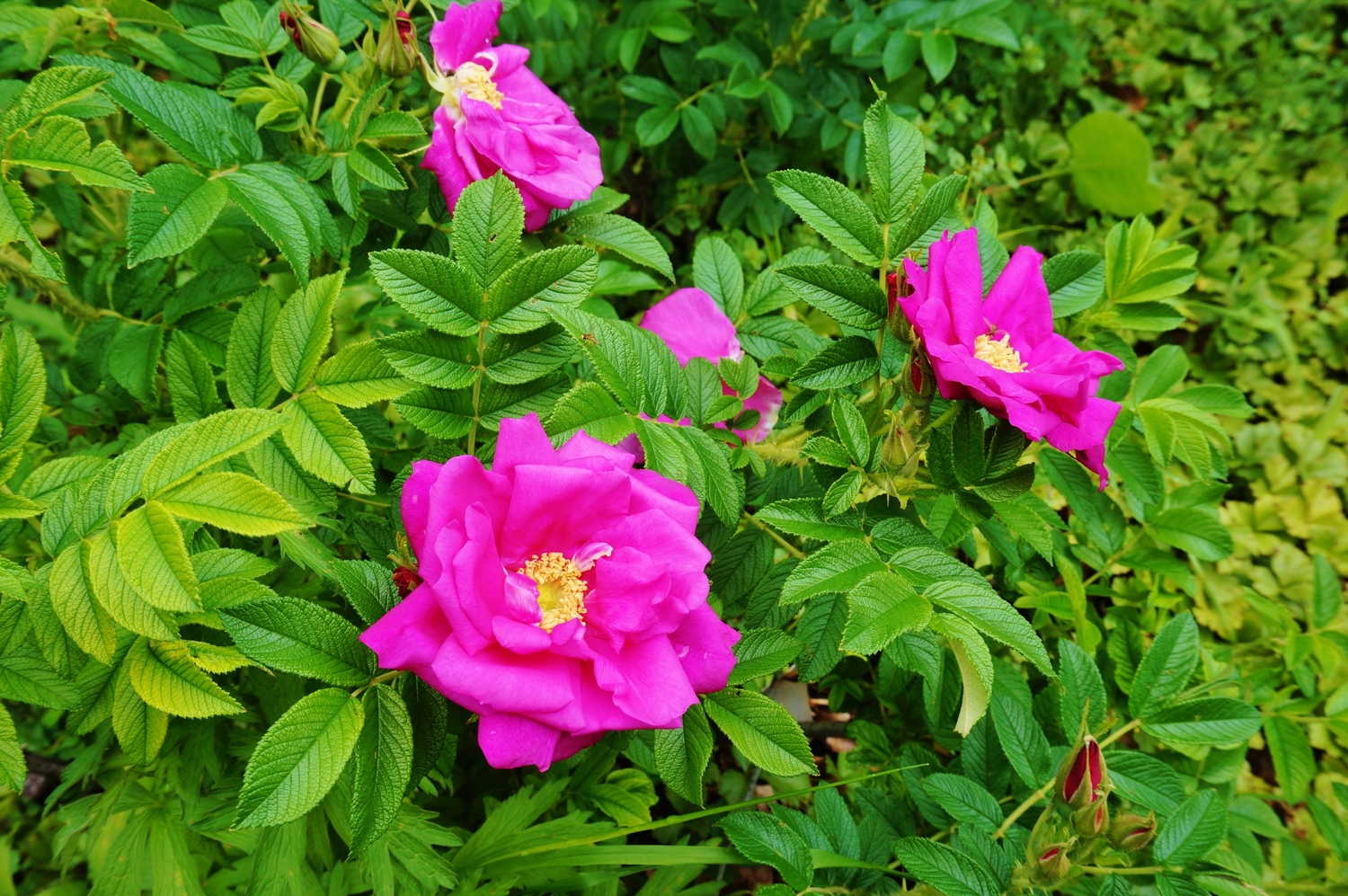 Rugosa Rose