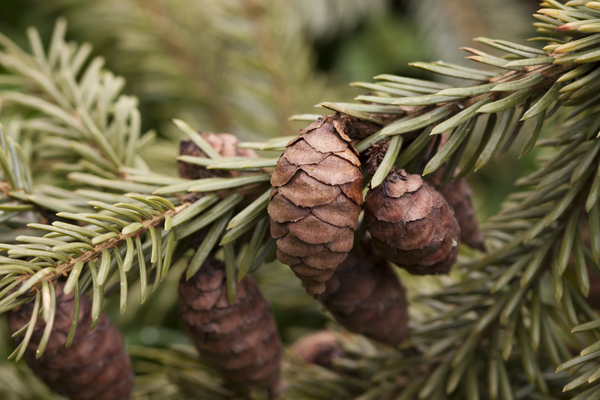 Serbian Spruce