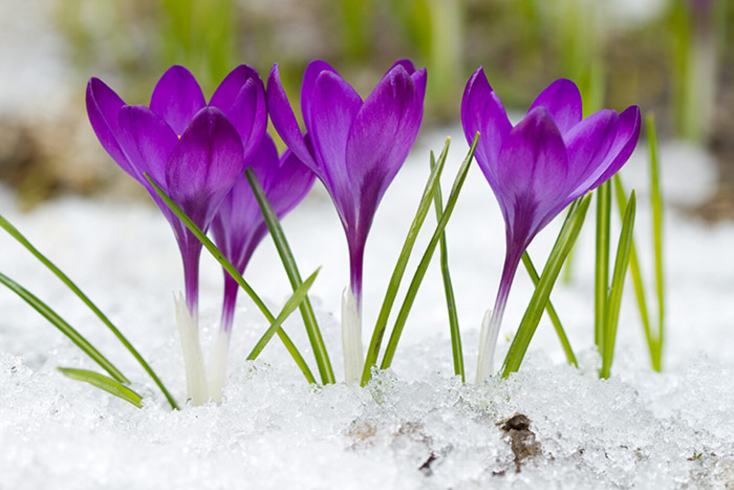 Spring Crocus