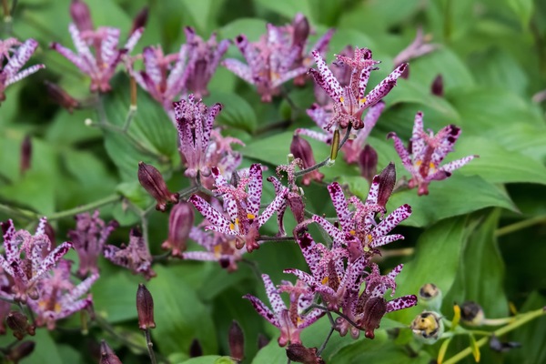 Toad Lily