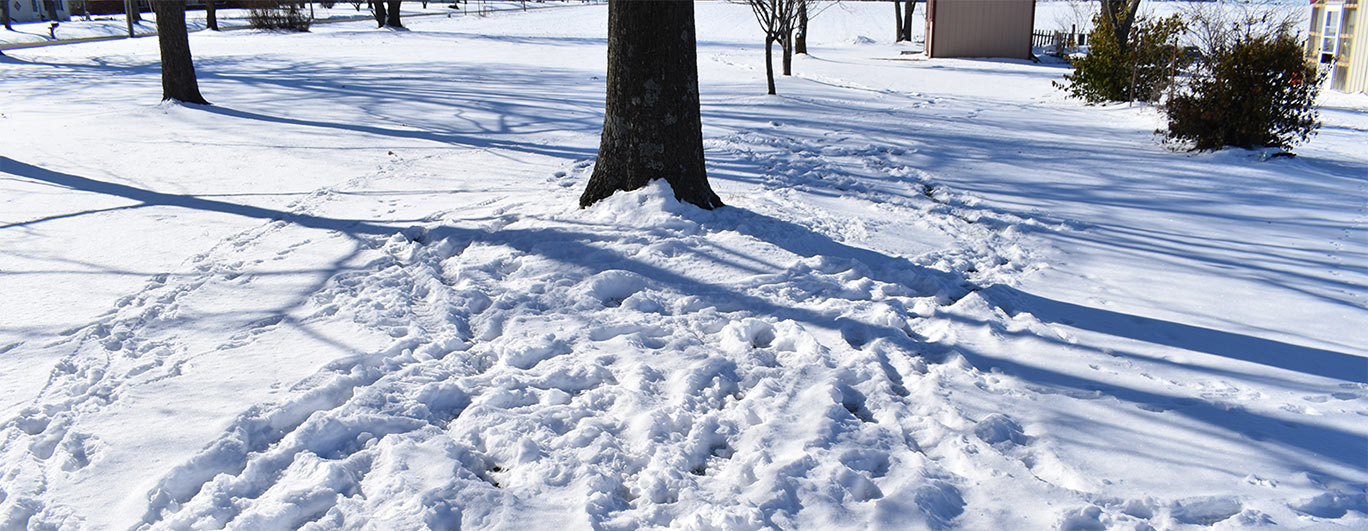 Winter Lawn Care