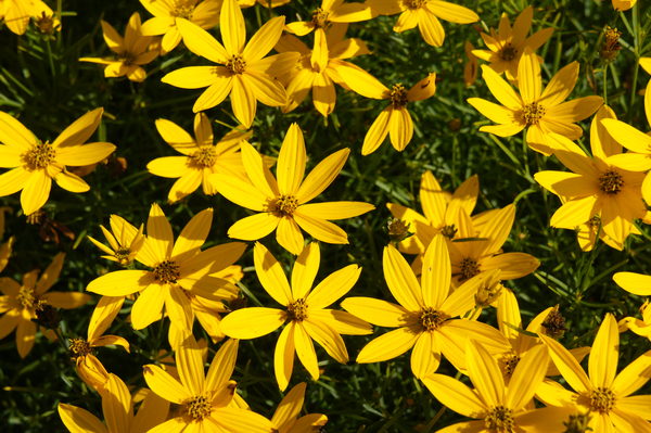 Zagreb Coreopsis